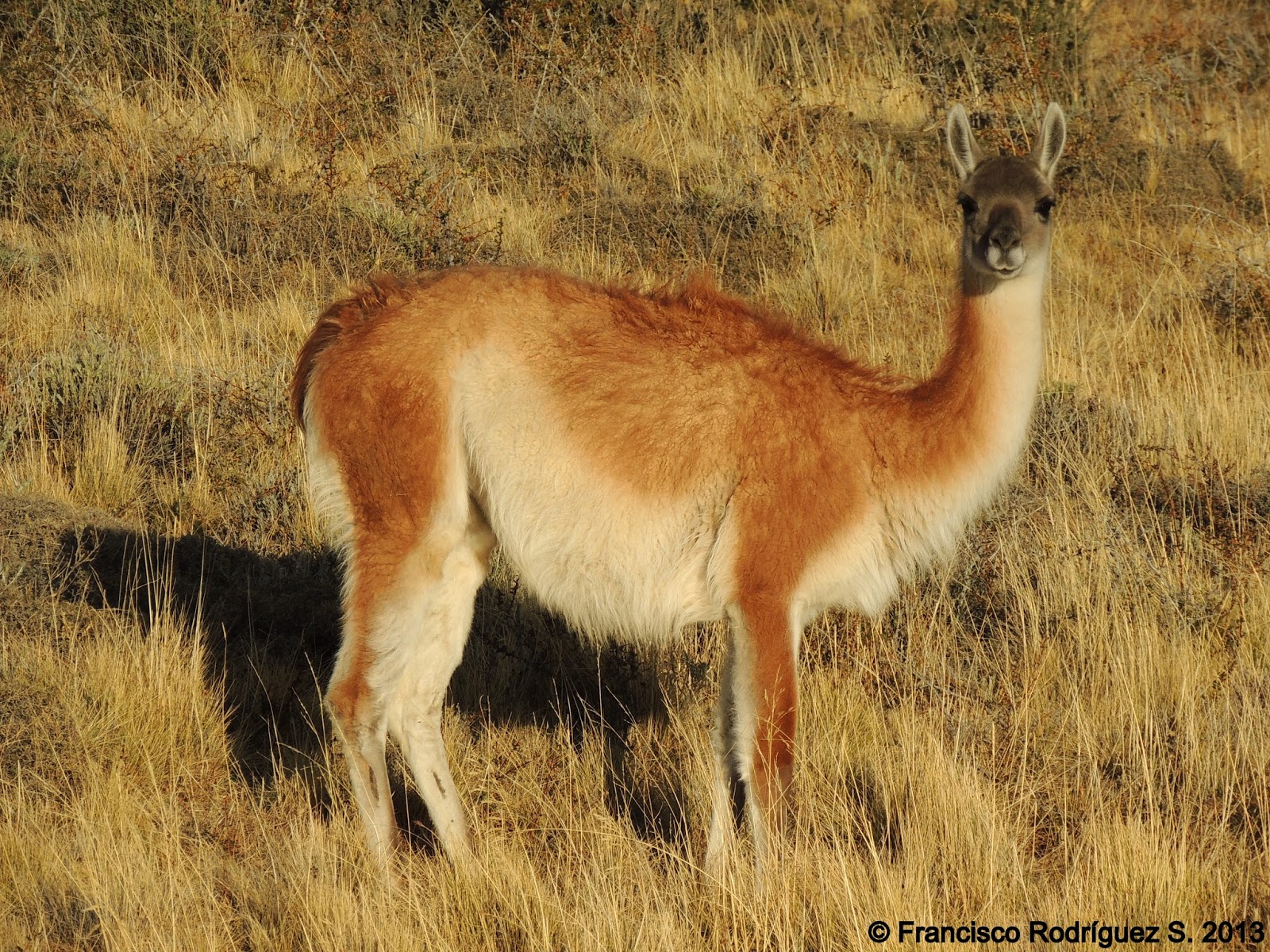 lama guanicoe pdf lama guanicoe pdf